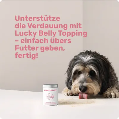 mammaly - Lucky Belly® Futtertopping - Darm-Pulver für Hunde mammaly - Lucky Belly® Futtertopping - Darm-Pulver für Hunde
