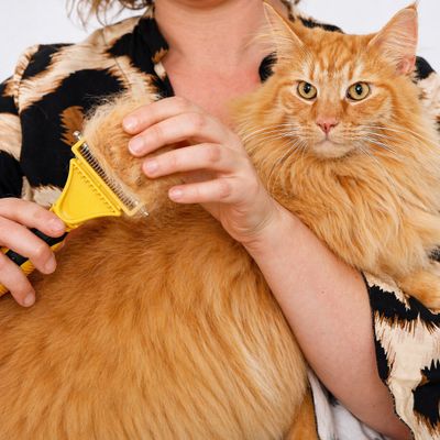 lionto brosse démêlante pour chat avec 12 + 23 lames inox