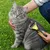 lionto brosse démêlante pour chat avec 12 + 23 lames inox lionto brosse démêlante pour chat avec 12 + 23 lames inox