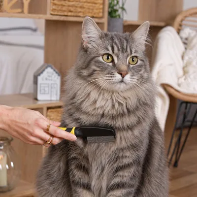 lionto peigne anti-puces pour chat avec dents fines en inox lionto peigne anti-puces pour chat avec dents fines en inox
