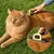 lionto brosse sous-poil pour chat avec lame inox de 10 cm lionto brosse sous-poil pour chat avec lame inox de 10 cm