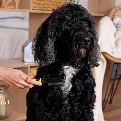 lionto peigne anti-puces chien et chat avec dents en inox