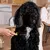 lionto peigne anti-puces chien et chat avec dents en inox