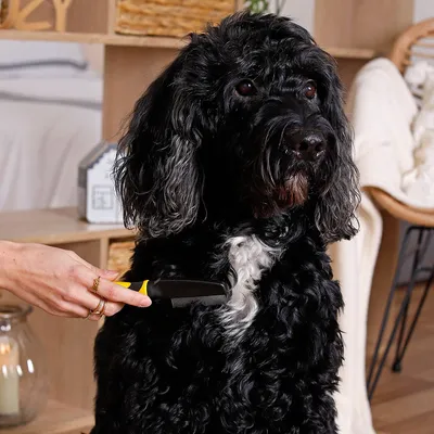 lionto peigne anti-puces chien et chat avec dents en inox
