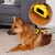 lionto brosse pour chien avec lame amovible en acier inoxydable