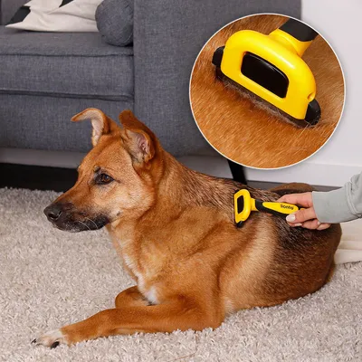 lionto brosse pour chien avec lame amovible en acier inoxydable