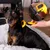 lionto brosse pour chien avec lame amovible en acier inoxydable