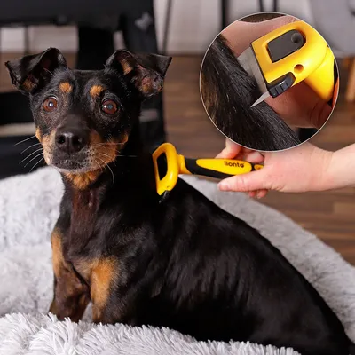 lionto brosse pour chien avec lame amovible en acier inoxydable