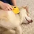 lionto brosse pour chien autonettoyante avec picots en inox lionto brosse pour chien autonettoyante avec picots en inox