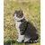 lionto Katzenhalsband reflektierend aus Nylon mit Neoprenpolsterung lionto Katzenhalsband reflektierend aus Nylon mit Neoprenpolsterung