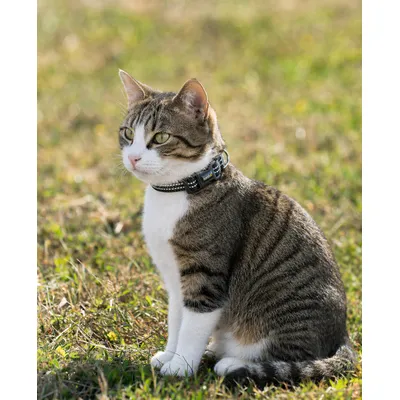 lionto Katzenhalsband reflektierend aus Nylon mit Neoprenpolsterung lionto Katzenhalsband reflektierend aus Nylon mit Neoprenpolsterung