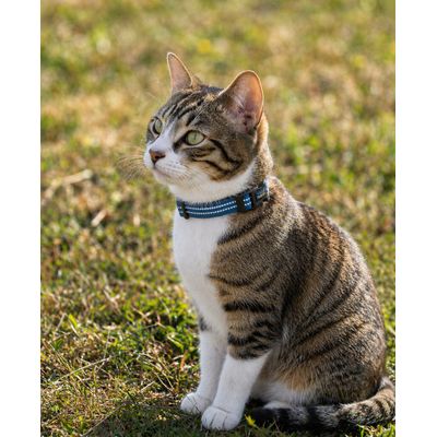 lionto collier pour chat réfléchissant en nylon rembourré néoprène