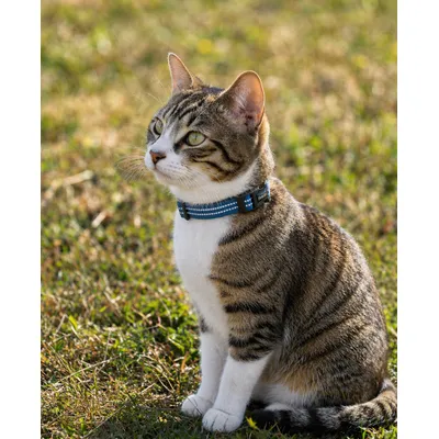 lionto Katzenhalsband reflektierend aus Nylon mit Neoprenpolsterung lionto Katzenhalsband reflektierend aus Nylon mit Neoprenpolsterung