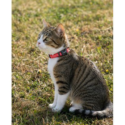 lionto collier pour chat réfléchissant en nylon rembourré néoprène