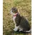 lionto Katzenhalsband reflektierend aus Nylon mit Neoprenpolsterung lionto Katzenhalsband reflektierend aus Nylon mit Neoprenpolsterung