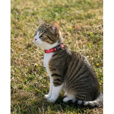 lionto Katzenhalsband reflektierend aus Nylon mit Neoprenpolsterung lionto Katzenhalsband reflektierend aus Nylon mit Neoprenpolsterung