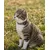 lionto Katzenhalsband reflektierend aus Nylon mit Neoprenpolsterung lionto Katzenhalsband reflektierend aus Nylon mit Neoprenpolsterung