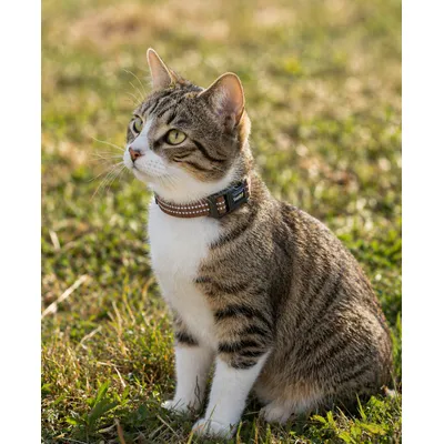 lionto Katzenhalsband reflektierend aus Nylon mit Neoprenpolsterung lionto Katzenhalsband reflektierend aus Nylon mit Neoprenpolsterung