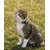 lionto Katzenhalsband reflektierend aus Nylon mit Neoprenpolsterung