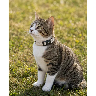 lionto Katzenhalsband reflektierend aus Nylon mit Neoprenpolsterung