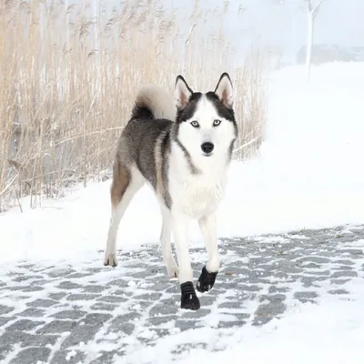 TRIXIE Pfotenschutz Walker Active TRIXIE Pfotenschutz Walker Active