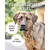Rudelkönig Collier chien Emma anti-traction réglable Rudelkönig Collier chien Emma anti-traction réglable