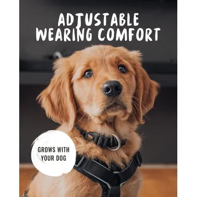Rudelkönig Collier pour chien Paola réfléchissant réglable Rudelkönig Collier pour chien Paola réfléchissant réglable