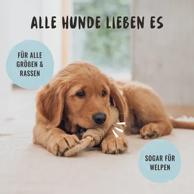 Rudelkönig Seilspielzeug für Hunde 3er Set Baumwolle Rudelkönig Seilspielzeug für Hunde 3er Set Baumwolle