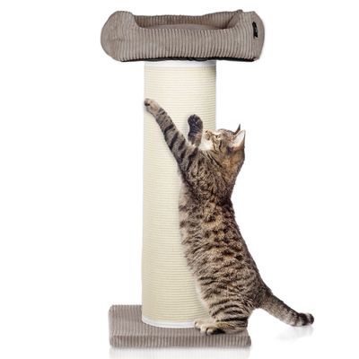 Cord Katzenbaum XL