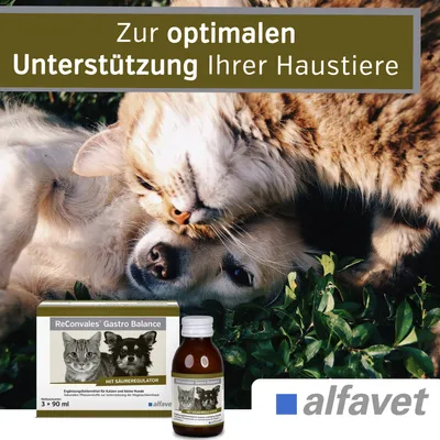 Alfavet ReConvales Gastro Balance