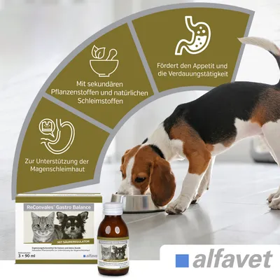 Alfavet ReConvales Gastro Balance