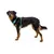 RUFFWEAR Hundegeschirr Hi & Light™ RUFFWEAR Hundegeschirr Hi & Light™