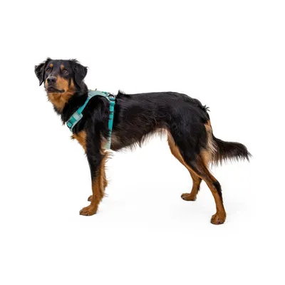 RUFFWEAR Hundegeschirr Hi & Light™ RUFFWEAR Hundegeschirr Hi & Light™