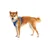 RUFFWEAR Hundegeschirr Front Range™ RUFFWEAR Hundegeschirr Front Range™