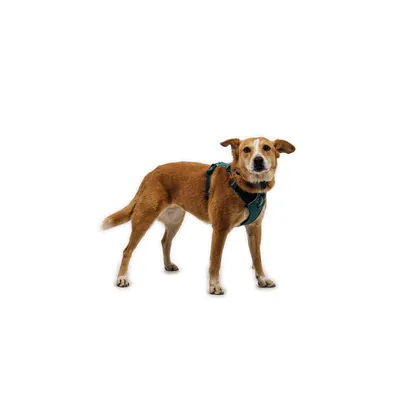 RUFFWEAR Hundegeschirr Front Range Flex