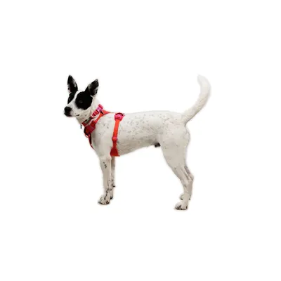 RUFFWEAR Hundegeschirr Front Range Flex