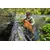 RUFFWEAR® Hundegeschirr Web Master™ RUFFWEAR® Hundegeschirr Web Master™