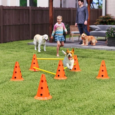 Zatte Kit agility chien 3 pcs, 3 haies, 6 plots, sac Zatte Kit agility chien 3 pcs, 3 haies, 6 plots, sac