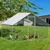 Zatte Freilaufgehege 3x2x2 m, Metall, PE-Plane, Vorhängeschloss Zatte Freilaufgehege 3x2x2 m, Metall, PE-Plane, Vorhängeschloss