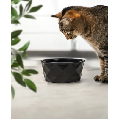 lionto Keramiknapf für Katzen rutschfest und pflegeleicht lionto Keramiknapf für Katzen rutschfest und pflegeleicht