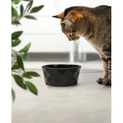 lionto Keramiknapf für Katzen rutschfest und pflegeleicht lionto Keramiknapf für Katzen rutschfest und pflegeleicht