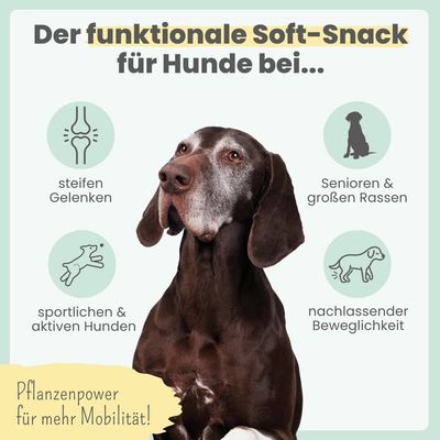 Gelenk-Komplex für Hunde mit Glucosamin, MSM, Kurkuma & Probiotika
