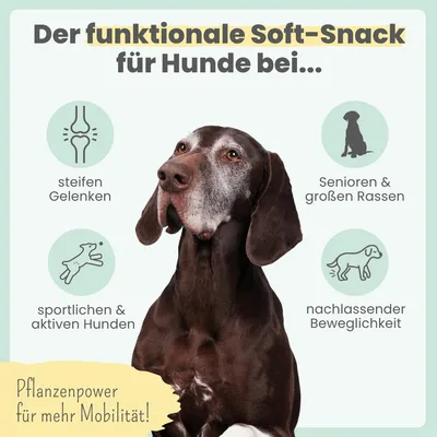 Gelenk-Komplex für Hunde mit Glucosamin, MSM, Kurkuma & Probiotika