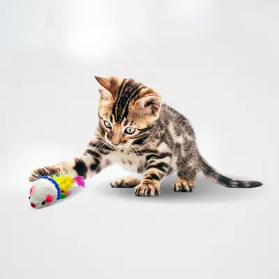 Lyra Pet - Souris de jeu - Hochet pour chat Lyra Pet - Souris de jeu - Hochet pour chat