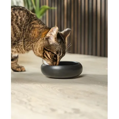 lionto gamelle pour chat en inox double paroi antidérapante lionto gamelle pour chat en inox double paroi antidérapante