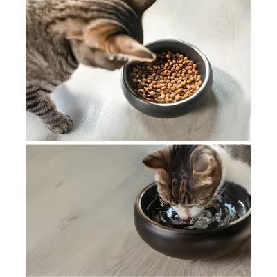 lionto gamelle pour chat en inox double paroi antidérapante lionto gamelle pour chat en inox double paroi antidérapante