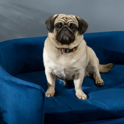 PawHut Hundesofa PawHut Hundesofa