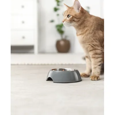 lionto gamelle pour chat en inox avec support mélamine antidérapant lionto gamelle pour chat en inox avec support mélamine antidérapant