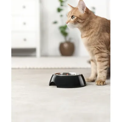 lionto gamelle pour chat en inox avec support mélamine antidérapant