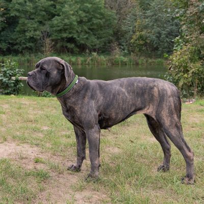 Ferplast Collier pour chiens réfléchissant rembourré DAYTONA DELUXE